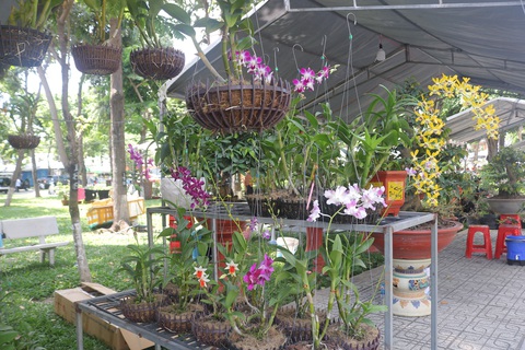 Săn cây cảnh, hoa kiểng độc lạ tại triển lãm 100 gian hàng- Ảnh 4. Các loại lan đua nhau khoe sắc tại hội thi - triển lãm - Ảnh: BTC