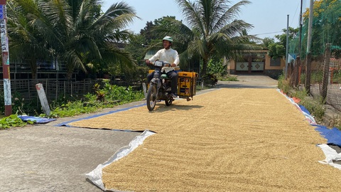 Sinh viên gặp nạn vì dân phơi lúa trên đường, chính quyền phát cảnh báo khẩn- Ảnh 3. Lúa được phơi chiếm lối đi lại của người đi đường - Ảnh: B.D.