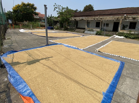 Sinh viên gặp nạn vì dân phơi lúa trên đường, chính quyền phát cảnh báo khẩn- Ảnh 5. Rất hiếm có những khoảng trống công cộng như thế này được dành riêng cho bà con phơi lúa - Ảnh: B.D.