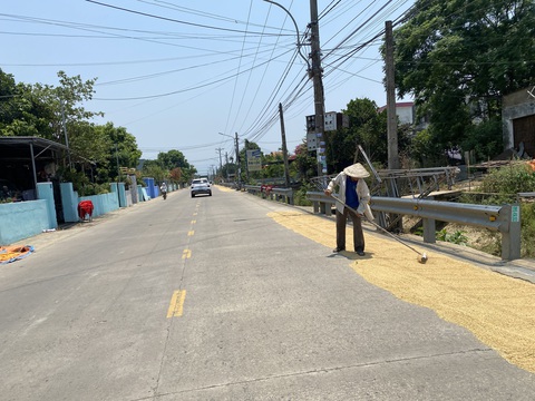 Sinh viên gặp nạn vì dân phơi lúa trên đường, chính quyền phát cảnh báo khẩn- Ảnh 6. Con đường dẫn từ Đà Nẵng về thị trấn Ái Nghĩa, huyện Đại Lộc (Quảng Nam) tràn ngập cảnh lúa được phơi hai bên đường - Ảnh: B.D.