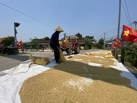 Sinh viên gặp nạn vì dân phơi lúa trên đường, chính quyền phát cảnh báo khẩn- Ảnh 7. Nông dân phơi lúa trên đường liên xã, đoạn qua thị xã Điện Bàn - Ảnh: B.D.