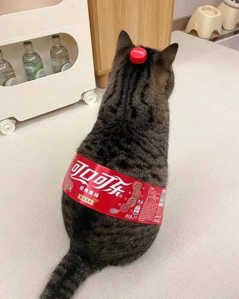 Ảnh vui 27-4: Autobot đứng đón khách đám cưới ở Việt Nam- Ảnh 4. Cocaco-meo!