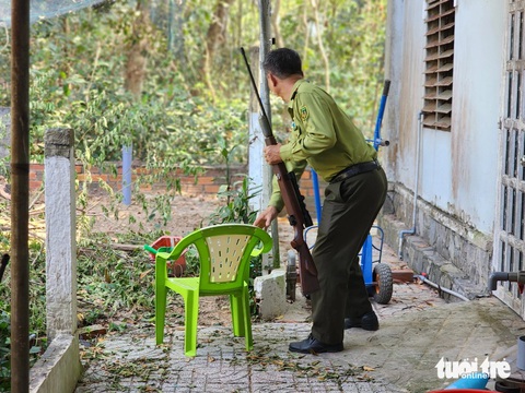 Khỉ đuôi dài lại quậy phá, 'ăn cắp' trứng gà nhà dân ở Củ Chi- Ảnh 2. Kiểm lâm trong một lần tìm kiếm khỉ xuất hiện tại khu vực nhà người dân ở TP.HCM để bắn gây mê đưa về cứu hộ - Ảnh: NGỌC KHẢI
