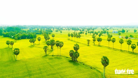Khách chọn tour đường bộ đi Phú Quốc nên tàu cao tốc tăng chuyến chạy dịp lễ 30-4- Ảnh 3. Cánh đồng lúa chín vàng ở miền Tây - Ảnh: CHÍ CÔNG