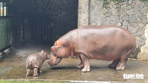 Những cái tên độc lạ ở Thảo cầm viên Sài Gòn: Tèo, Hột Mít, Thảo Em, Bún Cá...- Ảnh 1. Hà mã con Hột Mít bên cạnh mẹ tại Thảo cầm viên Sài Gòn - Ảnh: TRUNG TRỰC