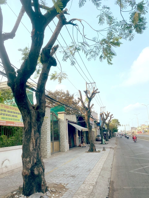 Hàng cây bị cắt trụi lá trên quốc lộ 1, thuộc quận Bình Tân, TP.HCM - Ảnh: HỒNG ĐIỆP Hàng cây bị cắt trụi lá trên quốc lộ 1, thuộc quận Bình Tân, TP.HCM - Ảnh: HỒNG ĐIỆP