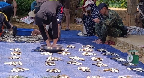 Cả bản đi bắt cá suối mừng ngày 30-4- Ảnh 5. Số cá đánh bắt tập thể thu được trong ngày 28-4, Ban quản lý bản Hiết, xã Sơn Thủy, huyện Quan Sơn chia đều cho các hộ dân trong bản - Ảnh: LỮ ANH HƯỚNG