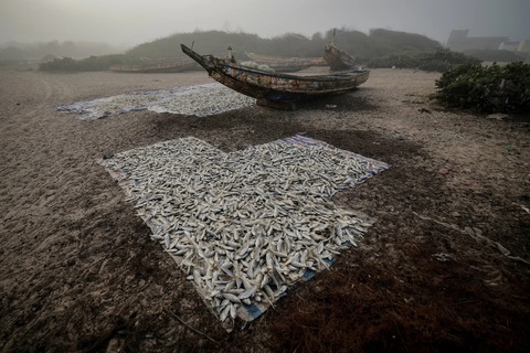 Những mẻ cá phơi khô trên bãi biển ở Fass Boye, Senegal. Hàng chục chiếc thuyền gỗ nằm bờ khi cả trăm ngư dân trong làng đã bỏ nghề biển đi tìm việc khác. Lượng cá giảm trong khi chi phí sống tăng cao đã khiến nhiều người phải bỏ nghề ra khơi - Ảnh: REUTERS Những mẻ cá phơi khô trên bãi biển ở Fass Boye, Senegal. Hàng chục chiếc thuyền gỗ nằm bờ khi cả trăm ngư dân trong làng đã bỏ nghề biển đi tìm việc khác. Lượng cá giảm trong khi chi phí sống tăng cao đã khiến nhiều người phải bỏ nghề ra khơi - Ảnh: REUTERS