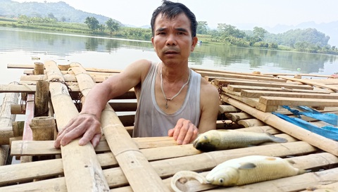 Cá chết bất thường trên sông Mã, người dân lo lắng- Ảnh 2. Cá nuôi lồng trên sông Mã đoạn qua huyện Bá Thước chết bất thường, khiến người dân lo lắng - Ảnh: CTV
