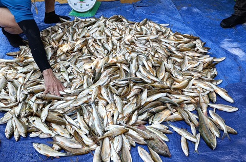 Cả bản đi bắt cá suối mừng ngày 30-4- Ảnh 4. Ngày 28-4, người dân bản Hiết, xã Sơn Thủy, huyện Quan Sơn đánh bắt được hơn 1 tạ cá từ suối Xia - Ảnh: LỮ ANH HƯỚNG