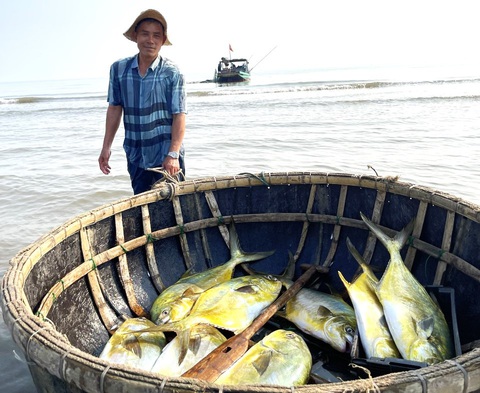 Ngư dân trúng mẻ cá chim vàng, thu về hơn 300 triệu sau một đêm ra khơi- Ảnh 2. Ngư dân vận chuyển mẻ cá chim vây vàng đánh bắt được đưa vào bờ - Ảnh: H.A.