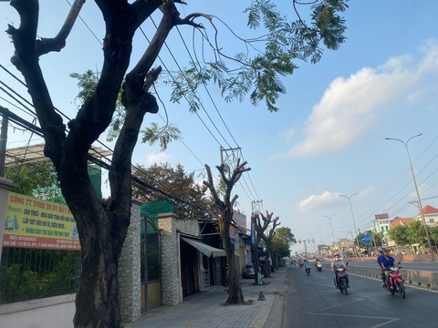 Cắt trụi lủi cây xanh đô thị: Người dân bực mình vô kể- Ảnh 1. Hàng cây xanh trên quốc lộ 1 (đoạn thuộc quận Bình Tân, TP.HCM) bị cắt trụi nhánh - Ảnh: HỒNG ĐIỆP