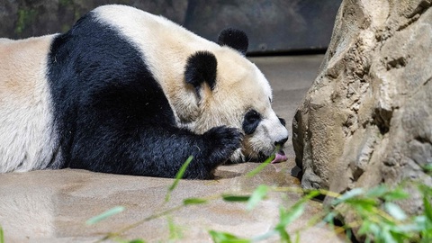 Trung Quốc gửi cặp gấu trúc khổng lồ Vân Xuyên và Hâm Bảo đến vườn thú San Diego- Ảnh 1. Một chú gấu trúc ở Trung Quốc - Ảnh: China Daily