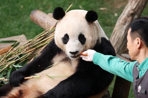 Fu Bao được chăm sóc chu đáo tại Everland - Ảnh: The Korea Times Fu Bao được chăm sóc chu đáo tại Everland - Ảnh: The Korea Times
