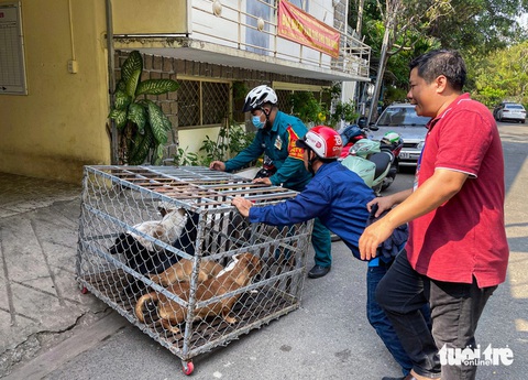Muốn tặng ít tiền cho đội ngũ bắt chó: Được không và nơi nào nhận?- Ảnh 1. Chó thả rông sau khi bị bắt sẽ được tạm nhốt trong lồng sắt và thông báo đến các nhóm mạng xã hội của từng khu vực - Ảnh: CHÂU TUẤN