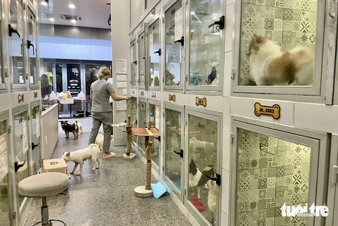 Hiện tại 19 con chó đang được một cơ sở chăm sóc thú cưng ở TP Thủ Đức nhận nuôi tạm - Ảnh: CHÂU TUẤN