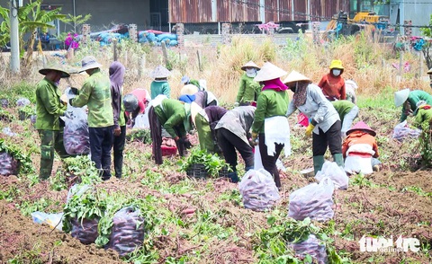 Khoai lang vào vụ, giá rơi xuống 3.500 đồng/kg- Ảnh 1. Nông dân tỉnh Gia Lai vào vụ thu hoạch khoai lang giống Nhật Bản - Ảnh: BỒNG SƠN