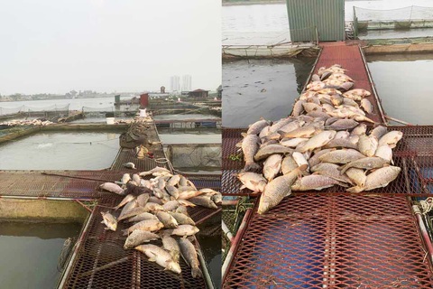 Hàng trăm tấn cá nuôi lồng bị chết, người dân lao đao vì mất tiền tỉ- Ảnh 1. Gần 200 tấn cá lồng sắp cho thu hoạch trên sông Thái Bình, đoạn qua xã Tiền Tiến, TP Hải Dương bất ngờ chết trắng khiến người nuôi thiệt hại tiền tỉ - Ảnh: XUÂN VIỄN