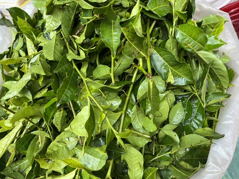 Muốn tăng cường trí nhớ, sống lâu hãy uống nước trà xanh mỗi ngày- Ảnh 2. Lá trà xanh - Ảnh: THÙY DƯƠNG