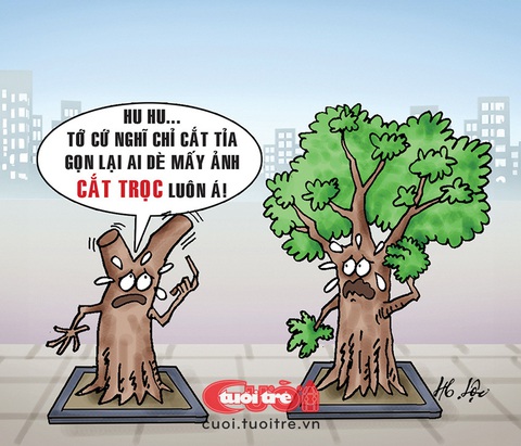 Cây xanh và kiểu tóc 'cực đoan'- Ảnh 1. Cây xanh đô thị bị cắt đầu đinh - Tranh: Hữu Lộc