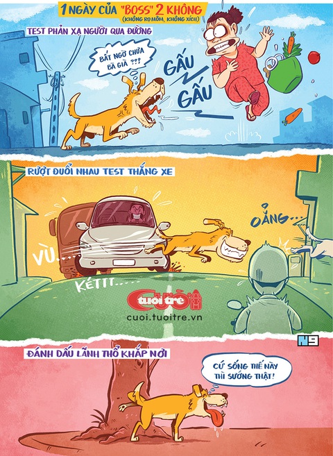 Chó thả rông: Một ngày của boss 'hai không'- Ảnh 1. Đường phố náo loạn vì chú chó thả rông