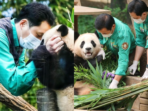 Hình ảnh xúc động của Fu Bao và Hình ảnh xúc động của Fu Bao và "ông ngoại" Kang