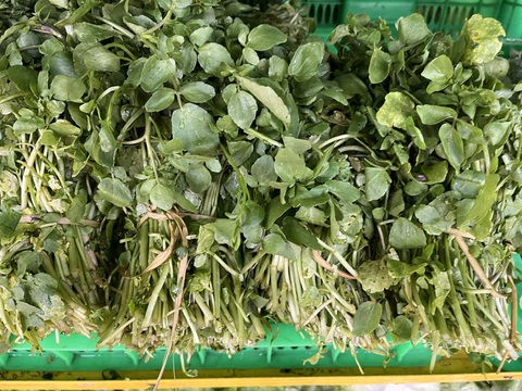 Ngày nắng, nước cải xoong giải nhiệt- Ảnh 1. Rau cải xoong được bày bán tại siêu thị tại TP.HCM - Ảnh: THÙY DƯƠNG