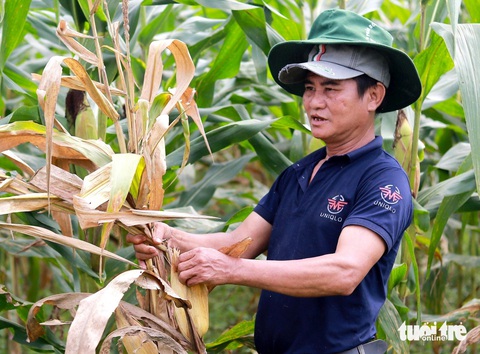 Hàng chục héc ta ngô sắp đến kỳ thu hoạch bỗng nhiên bị chết khô- Ảnh 2. Người dân huyện Hương Khê cho biết hiện tượng cây ngô chết khô xuất hiện vào cuối tháng 3-2024, sau đó lây lan ra diện rộng - Ảnh: LÊ MINH
