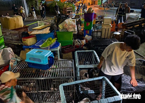 Vụ 19 con chó để ở sân chung cư: Ban quản lý nói gì?- Ảnh 1. 19 con chó cùng nhiều đồ đạc ở sân chung cư River Panorama (quận 7, TP.HCM) đêm 2-4 - Ảnh: CHÂU SƠN