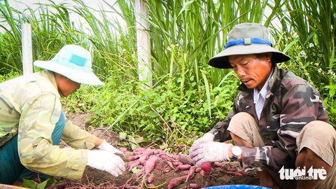 Vì đâu khoai lang bán không trôi, giá rớt thảm?- Ảnh 2. Cây khoai lang đưa nông dân Gia Lai từ lời to tới lỗ nặng - Ảnh: BẢO ANH