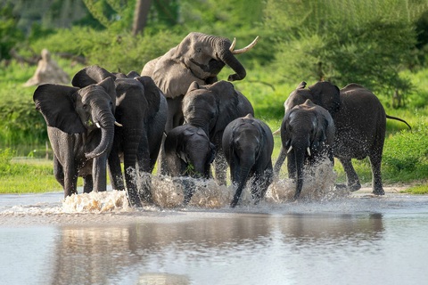 Botswana dọa sẽ đưa 20.000 con voi đến Đức- Ảnh 1. Botswana dọa sẽ đưa 20.000 con voi đến Đức- Ảnh 1.