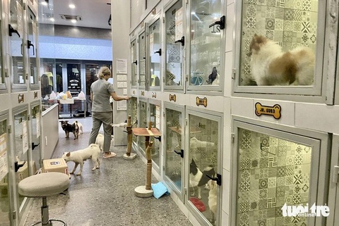 Hiện tại 19 con chó đang được một cơ sở chăm sóc thú cưng ở TP Thủ Đức nhận nuôi tạm - Ảnh: CHÂU TUẤN
