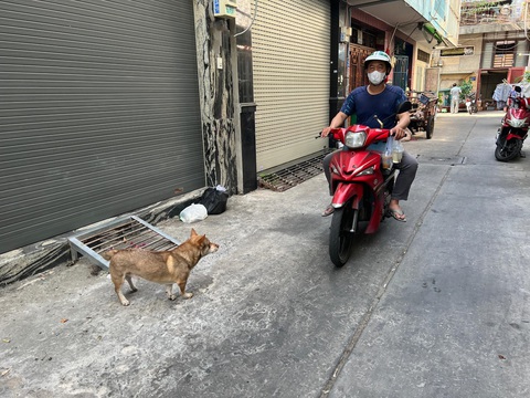 Nuôi chó mèo kèm theo trách nhiệm, không thể chỉ vui cho riêng mình- Ảnh 1. Nhiều người dân thả chó mèo tự do, chó mèo có thể phóng uế hoặc cắn người đi đường mà người nuôi không biết - Ảnh: MÂY TRẮNG