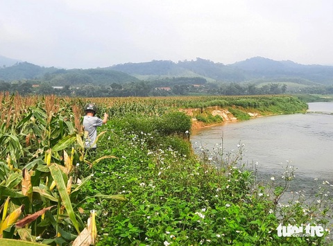 Đất sản xuất bị 'ngoạm' dần vì sạt lở bờ sông Ngàn Phố- Ảnh 2. Cánh đồng ngô bạt ngàn trên bãi Bè bên bờ sông Ngàn Phố - Ảnh: LÊ MINH