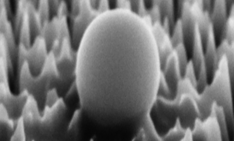 Một virus trên bề mặt vật liệu có gai nano của RMIT khi được phóng to 65.000 lần - Ảnh: RMIT Một vi rút trên bề mặt vật liệu có gai nano của RMIT khi được phóng to 65.000 lần - Ảnh: RMIT
