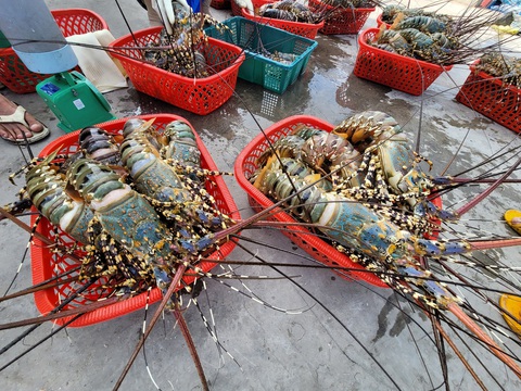 Tôm hùm Khánh Hòa chết do nhiệt độ nước tăng cao, nuôi mật độ dày- Ảnh 1. Thương lái mua tôm hùm tại huyện Vạn Ninh - Ảnh: TRẦN HƯỚNG