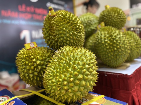 Việt Nam vượt Thái Lan trong xuất khẩu sầu riêng sang Trung Quốc, nhờ đâu?- Ảnh 1. Vượt Thái Lan, Việt Nam dẫn đầu cuộc đua xuất khẩu sầu riêng sang Trung Quốc - Ảnh: C.TUỆ
