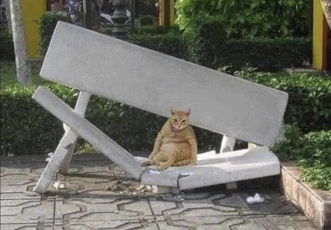 Ảnh vui 7-4: 'Meo thề, meo hứa không ăn trộm cá nữa!'- Ảnh 3. Em đúng là có sức nặng.