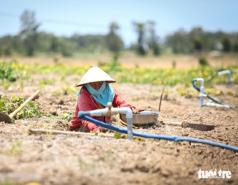 Người miền Tây 'khát' nước sạch- Ảnh 2. Thiếu nước, nông dân làm ruộng hoa màu ven kênh Ông Khánh (huyện Gò Công Đông, Tiền Giang) cấy đất chờ nguồn nước cho mùa vụ tiếp theo