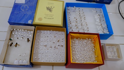 Nữ tiến sĩ mê nghiên cứu côn trùng, chỉ bà con làm nông nghiệp xanh- Ảnh 2. Hàng trăm loài côn trùng có kích thước nhỏ được cô Oanh sưu tầm phục vụ nghiên cứu và giảng dạy - Ảnh: ĐẶNG TUYẾT