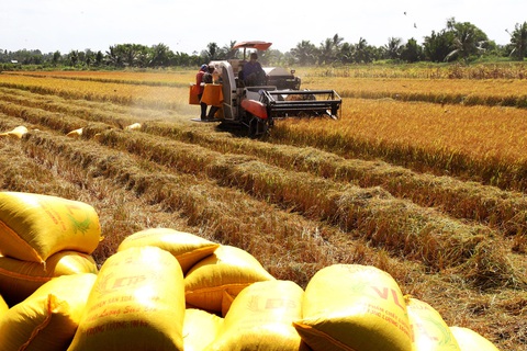 Ông Hồ Quang Cua: Quá mệt mỏi với nạn giả thương hiệu- Ảnh 1. Thu hoạch lúa ST25 tại huyện Hồng Dân, tỉnh Bạc Liêu - Ảnh: CHÍ QUỐC