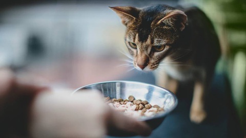 Ảnh minh họa: RSPCA Có những bà mẹ tự dưng phải chăm thêm thú cưng của con - Ảnh minh họa: RSPCA