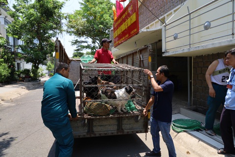 Nuôi chó ngay chân cầu thang thoát hiểm chung cư là quyền của người dân?- Ảnh 5. Chó thả rông sẽ được đưa về Ban chỉ huy quân sự phường Hiệp Bình Chánh - Ảnh: NGỌC QUÝ