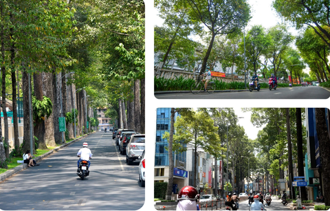 Để TP.HCM sớm là thành phố xanh: Mỗi người trồng 1 cây xanh, được không?- Ảnh 1. Cây xanh ở một số tuyến đường tại TP.HCM - Ảnh: QUANG ĐỊNH