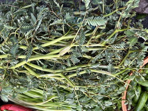 Canh rau rút, khoai sọ - món ăn giải nhiệt nhiều lợi ích trong những ngày nắng nóng- Ảnh 1. Rau rút được bày bán tại chợ Bà Chiểu, TP.HCM trong những ngày nắng nóng - Ảnh: THÙY DƯƠNG