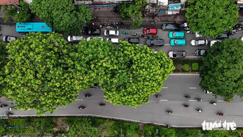 Hà Nội tính các phương án mở rộng đường Láng như thế nào?- Ảnh 2. Đường Láng có hàng xà cừ lâu năm, nhiều chuyên gia cho rằng nên bảo tồn hàng cây này nếu mở rộng đường Láng thay vì đốn hạ - Ảnh: DANH KHANG