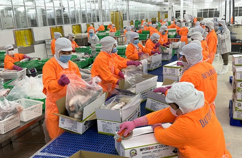 Cá tra phi lê của Tập đoàn Nam Việt được chế biến, đóng gói xuất khẩu sang Mỹ - Ảnh: THẢO THƯƠNG 'Đất nước ta chưa bao giờ có được cơ đồ, tiềm lực, vị thế và uy tín quốc tế như ngày nay'- Ảnh 2.