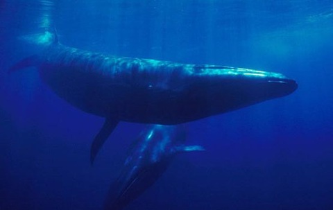 Cá voi Sei khổng lồ tái xuất sau 100 năm- Ảnh 1. Cá voi Sei - Ảnh: marinebio.org