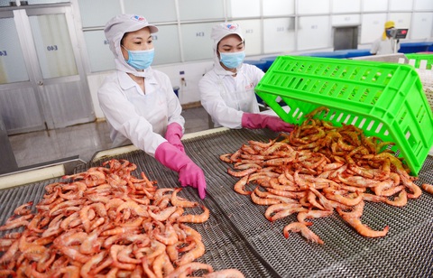 Chế biến tôm xuất khẩu tại Công ty cổ phần Kinh doanh thủy hải sản Sài Gòn - Ảnh: QUANG ĐỊNH Chế biến tôm xuất khẩu tại Công ty cổ phần Kinh doanh thủy hải sản Sài Gòn - Ảnh: QUANG ĐỊNH