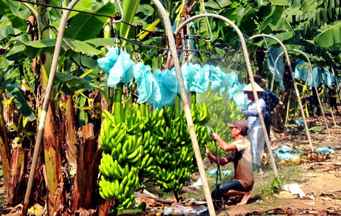 Nhân công thu hoạch chuối tại một vườn chuối ở Đồng Nai xuất khẩu ra nước ngoài - Ảnh: A LỘC Nhân công thu hoạch chuối tại một vườn chuối ở Đồng Nai xuất khẩu ra nước ngoài - Ảnh: A LỘC
